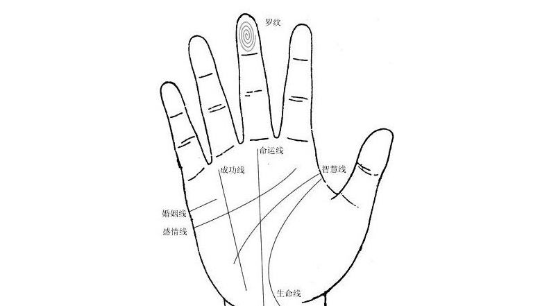 感情线、智慧线